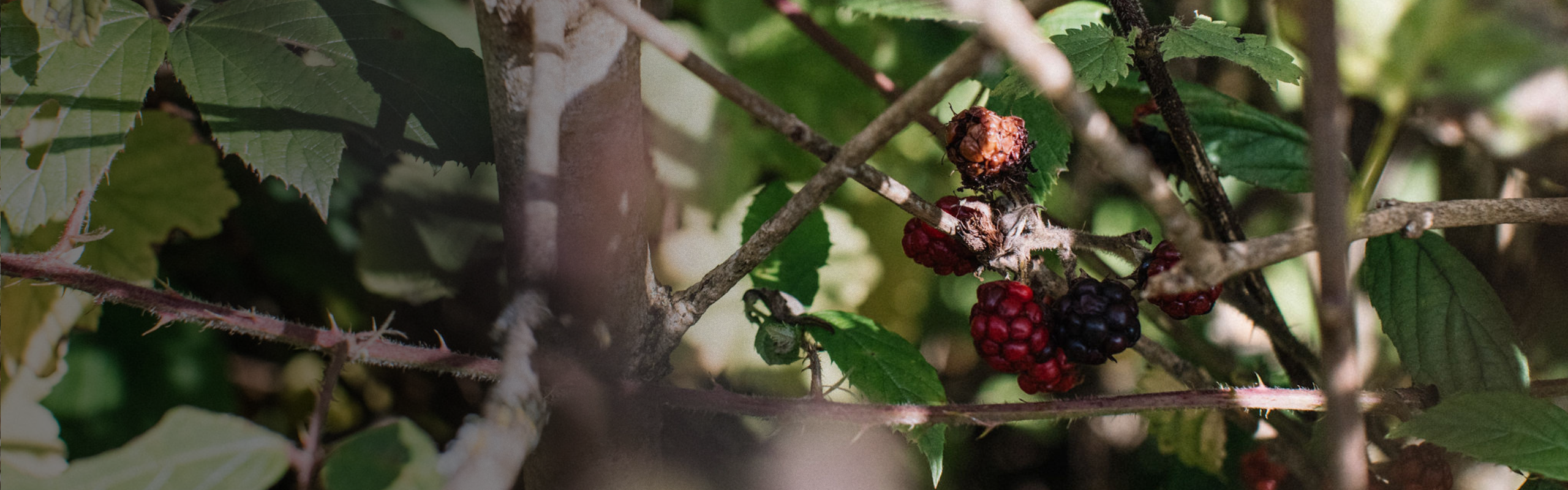 Five autumnal nutrition principles