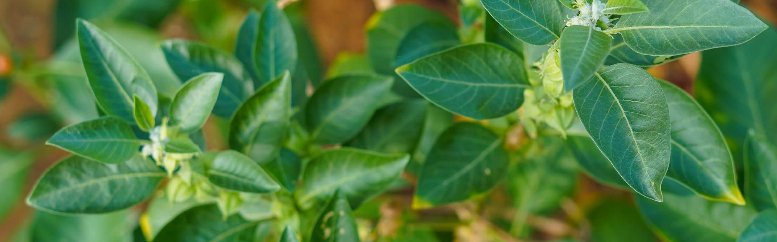 Organic KSM-66® Ashwagandha