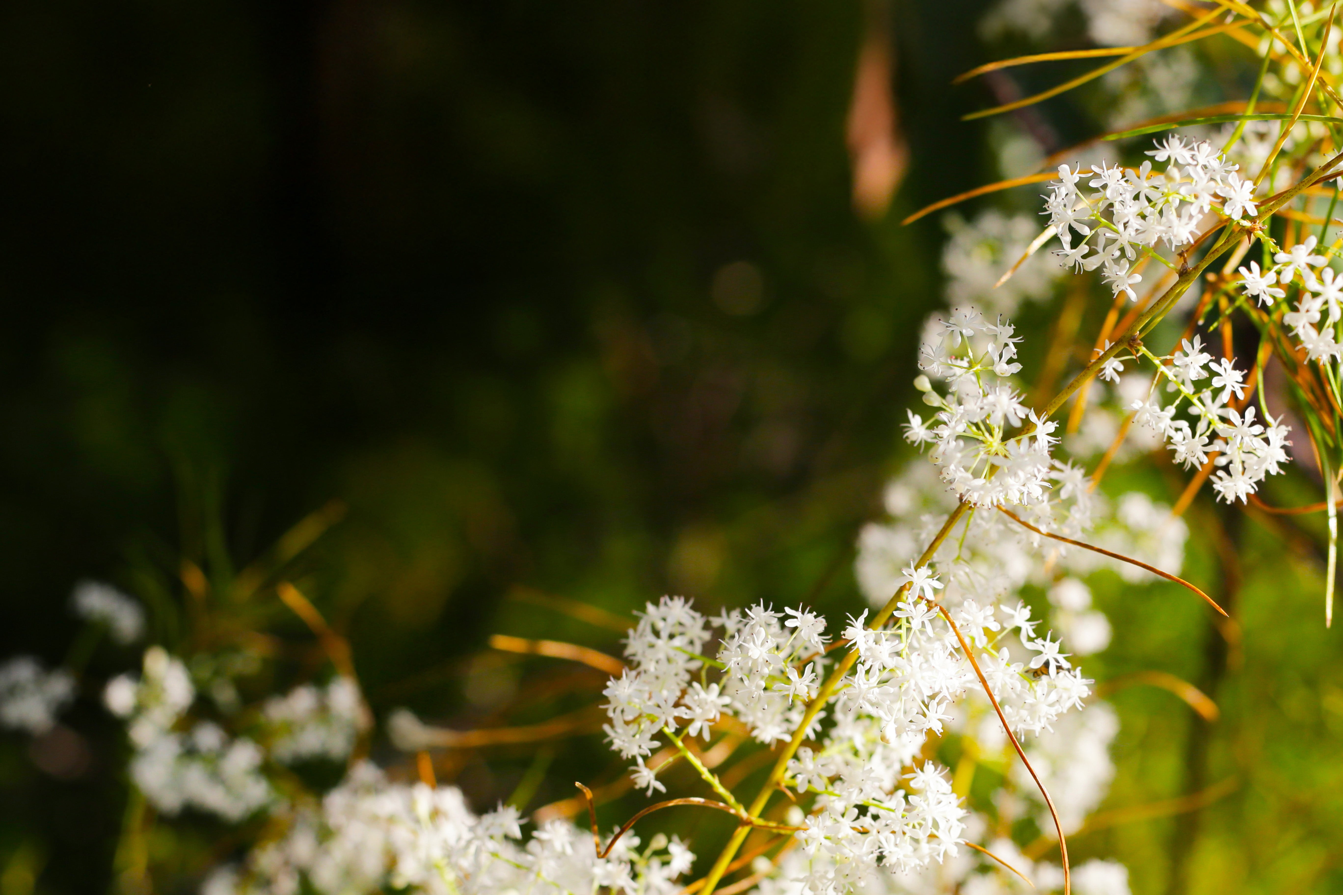 The Spring Cleanse