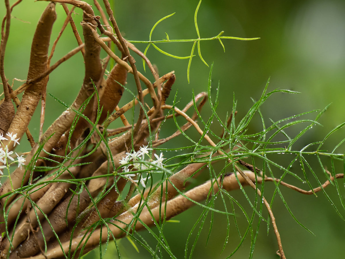 Food-Grown® SRI-81™ Shatavari Plus 