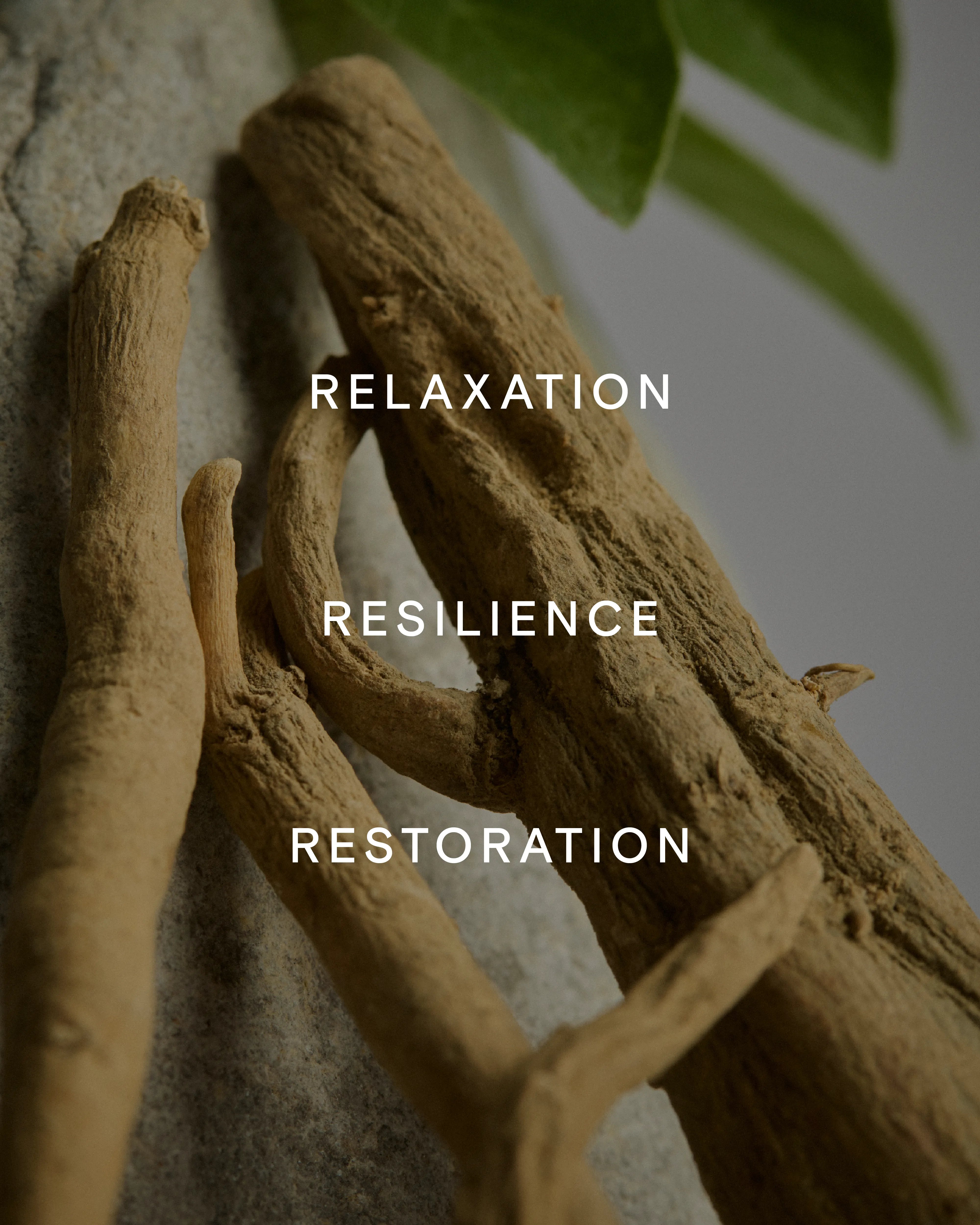 Promotional image with the benefits of KSM-66® Ashwagandha