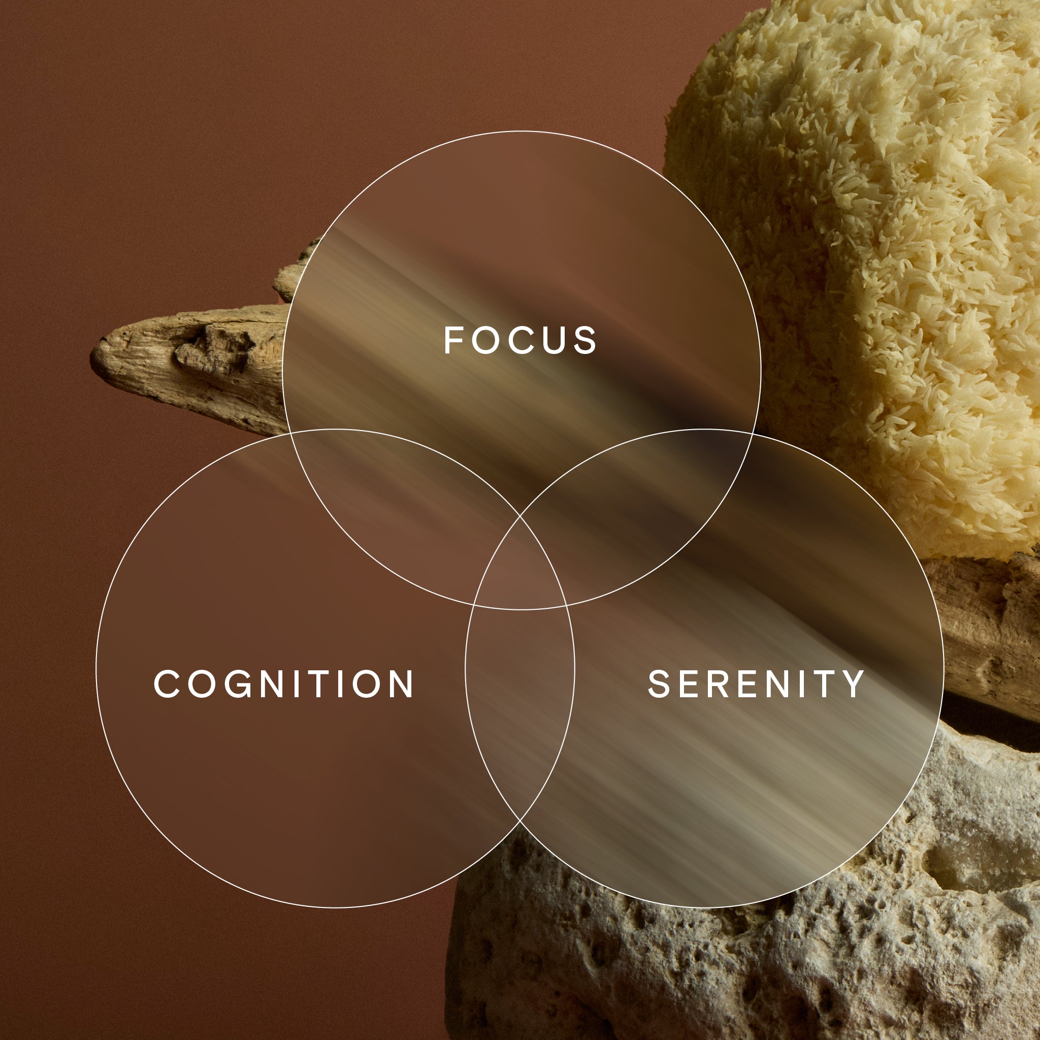 A photo of Wild Nutrition's Lion's Mane ingredient, promoting focus, cognition and serenity