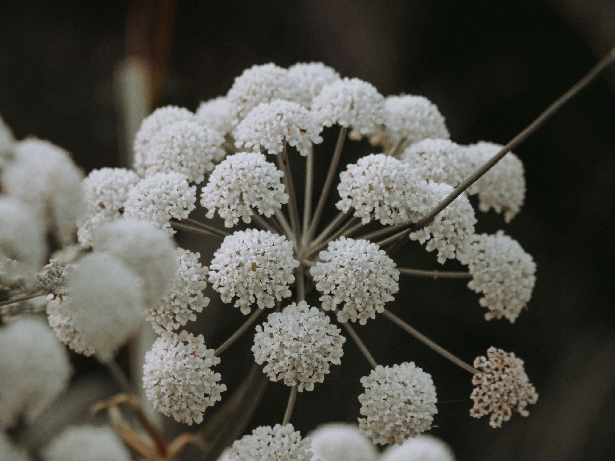 A closer look: Grow Zinc