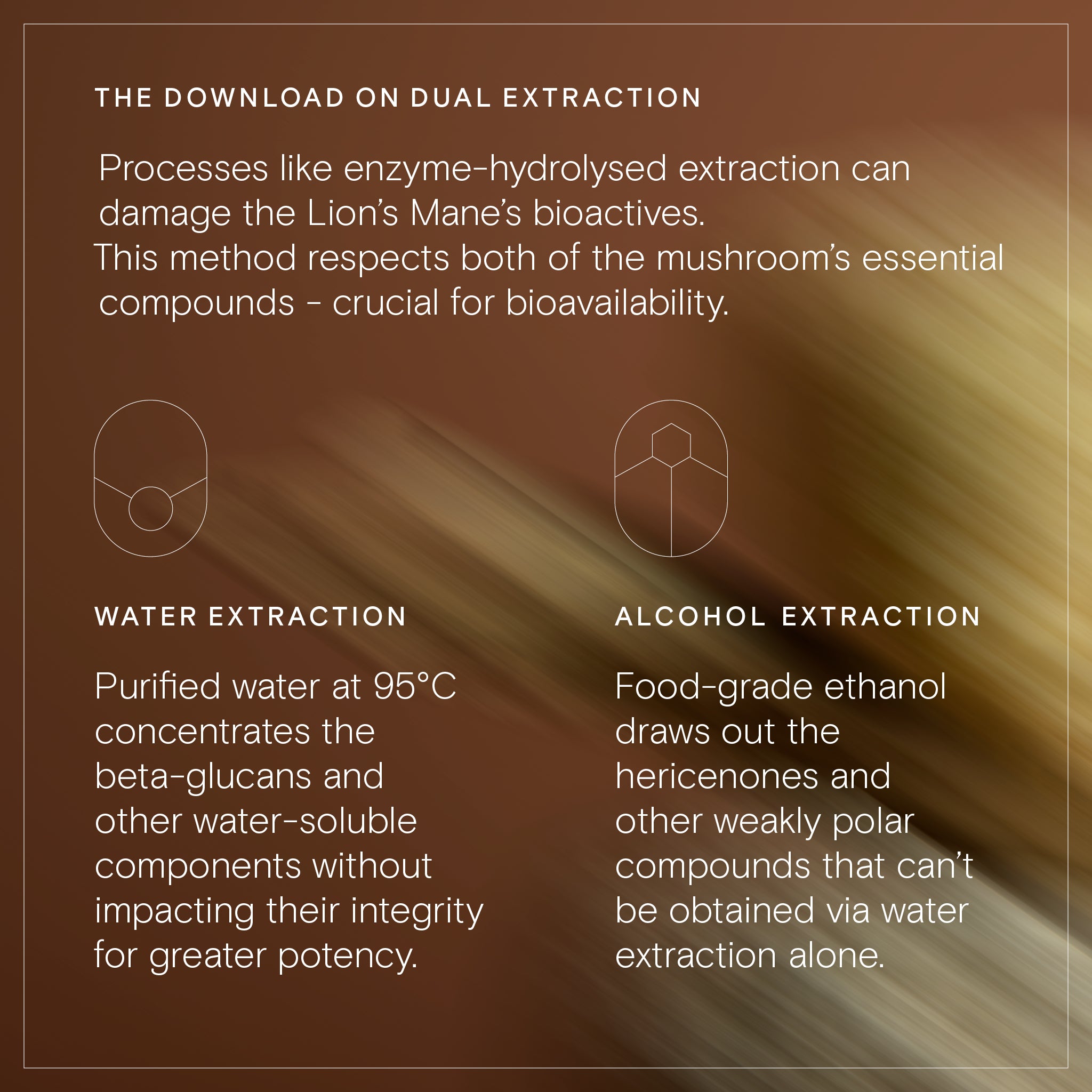 A photo with text explaining the Dual Extraction process of Wild Nutrition's Lion's Mane