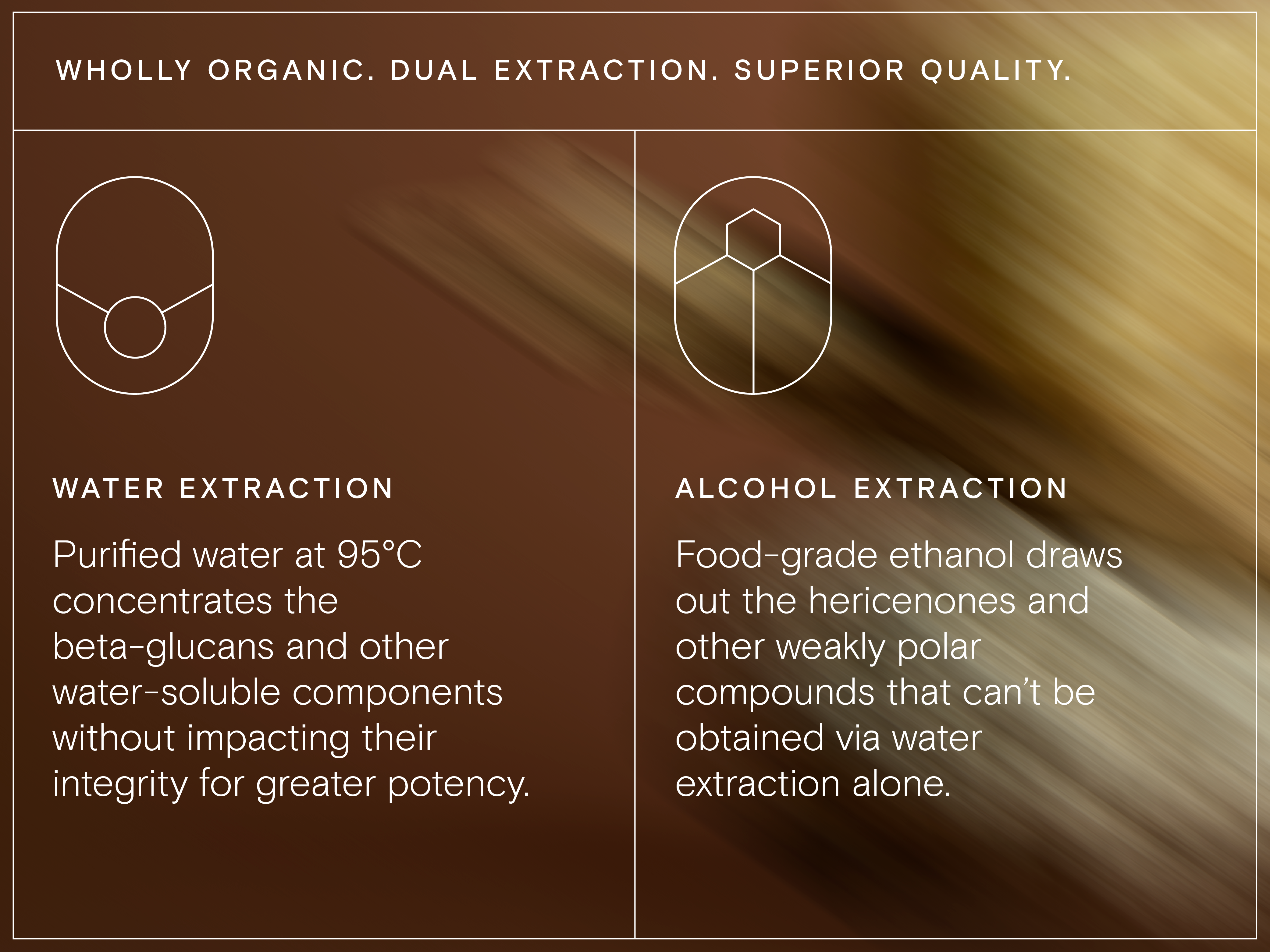 A photo with text explaining the Dual Extraction process of Wild Nutrition's Lion's Mane