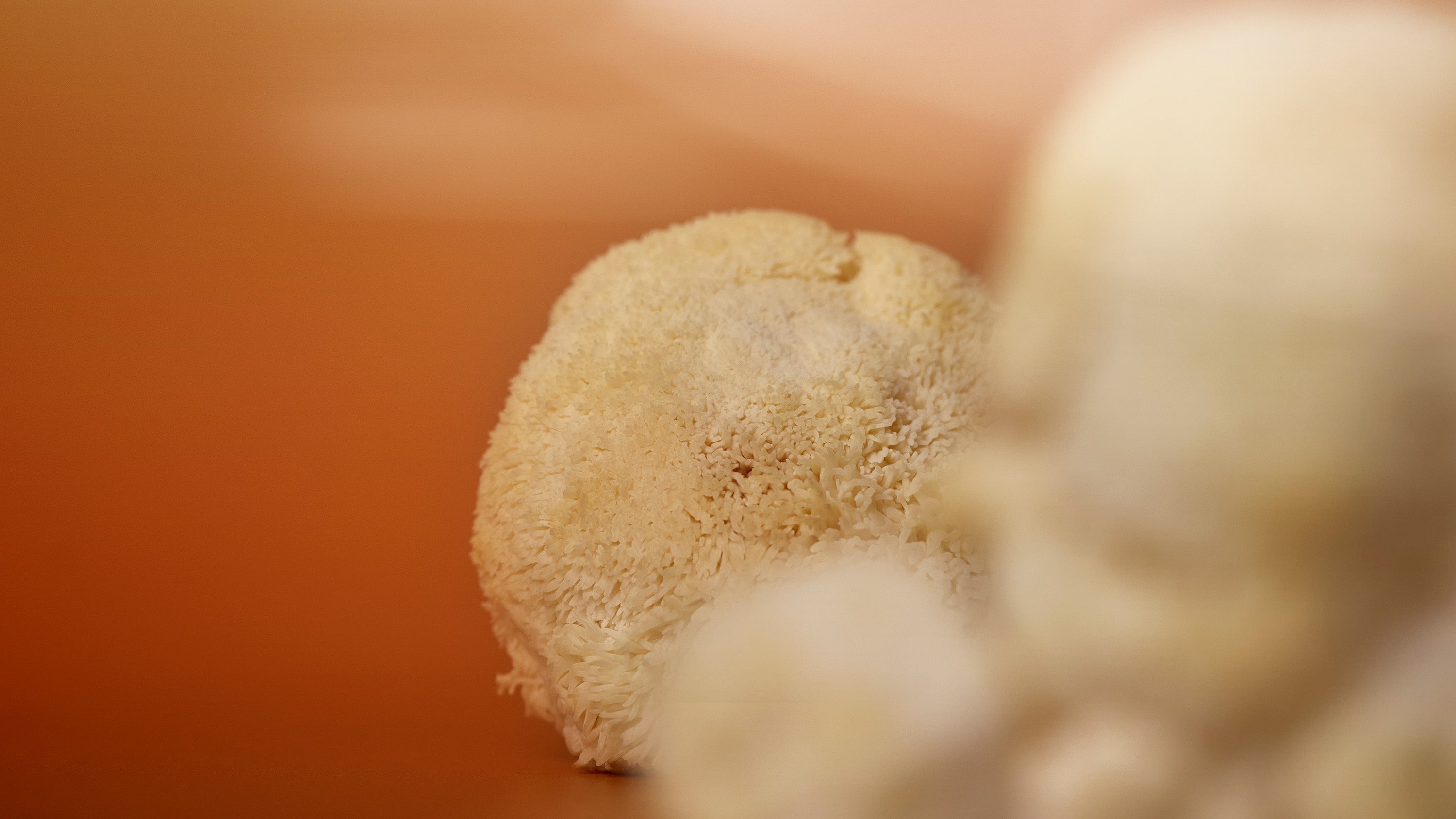 A photo of Wild Nutrition's ingredient, Lion's Mane