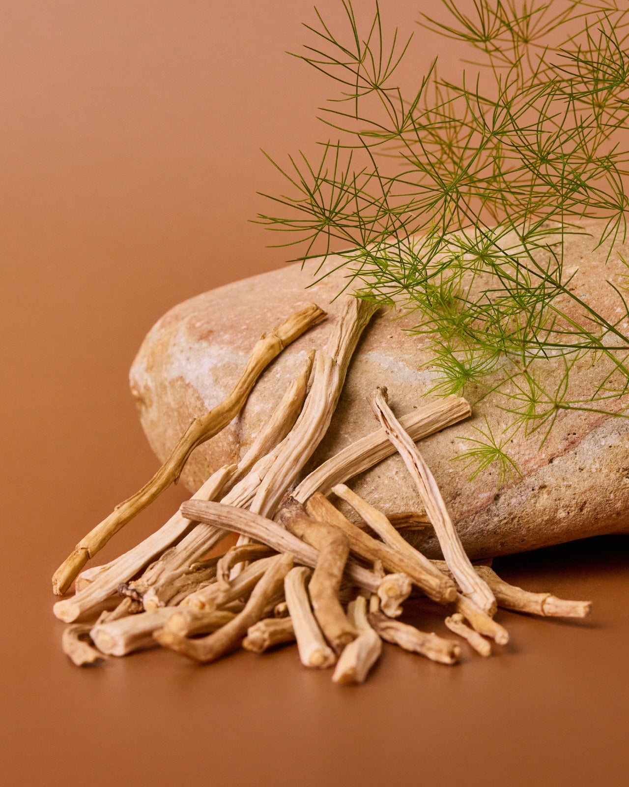 Wild Nutrition's SRI-81™Shatavari Ingredient