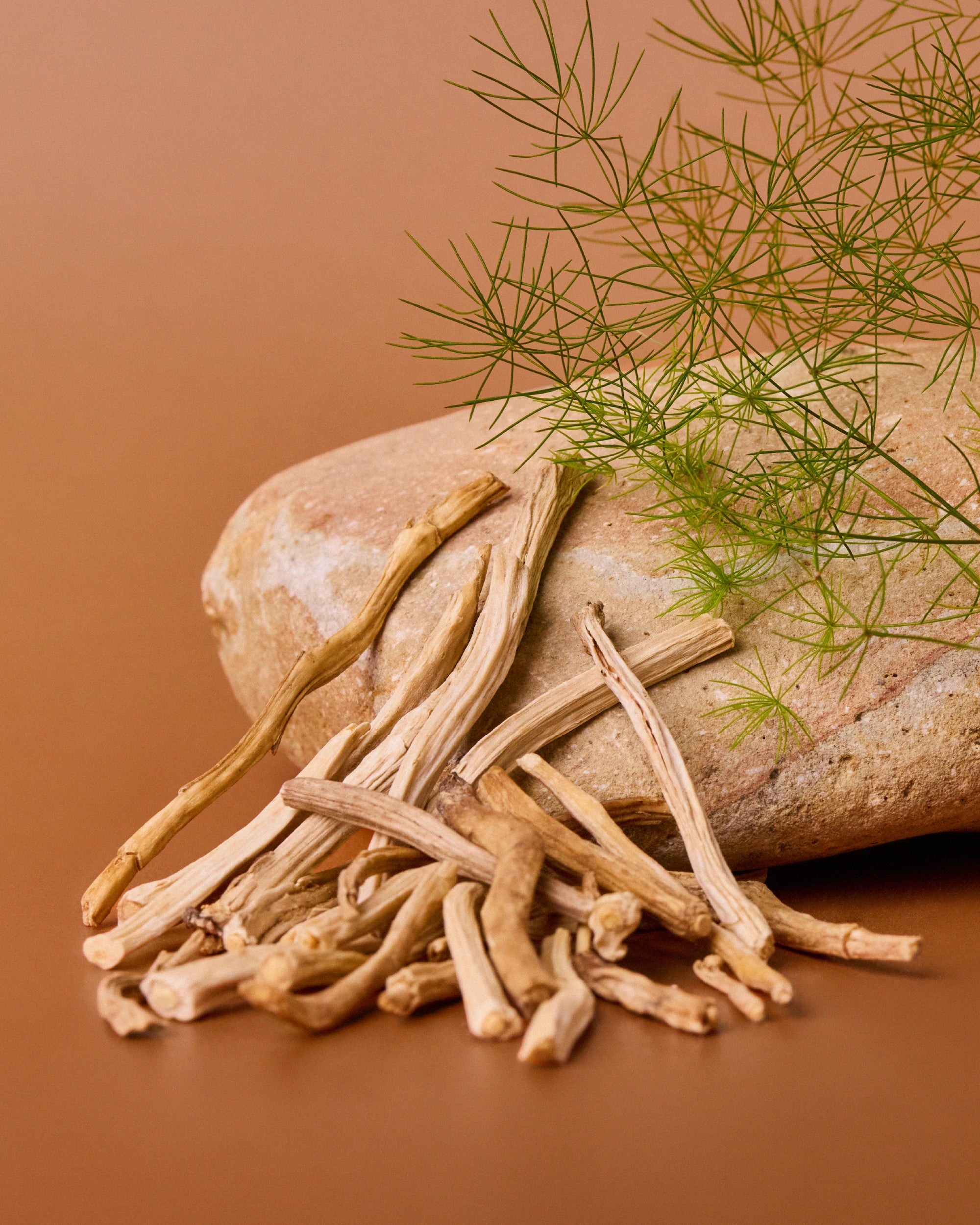 Wild Nutrition's SRI-81™Shatavari Ingredient