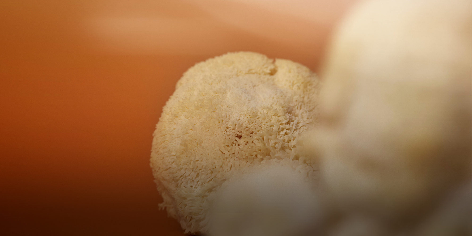 Photo of Wild Nutrition's Lion's Mane ingredient