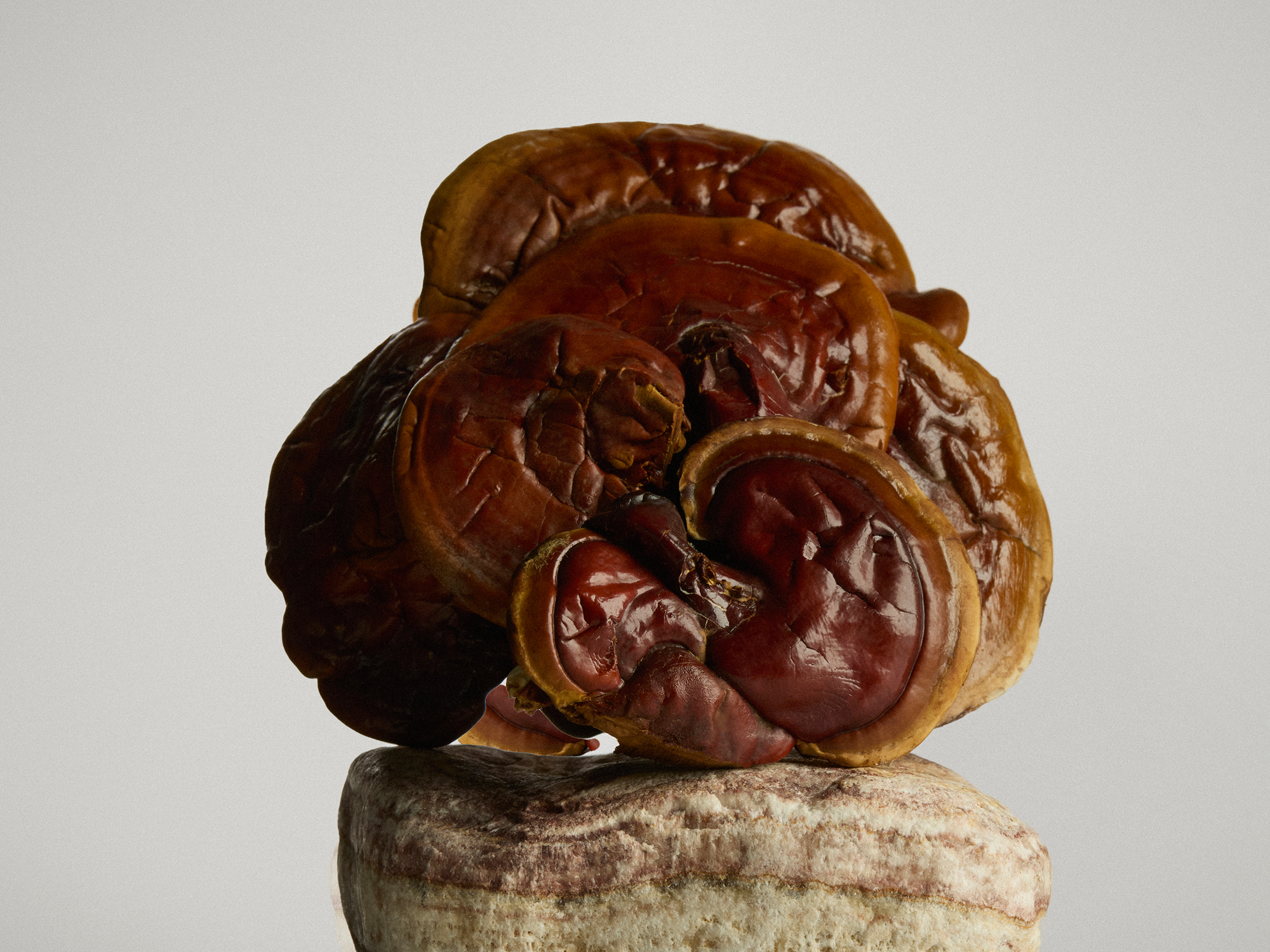 A closer look: Reishi Mushroom powder