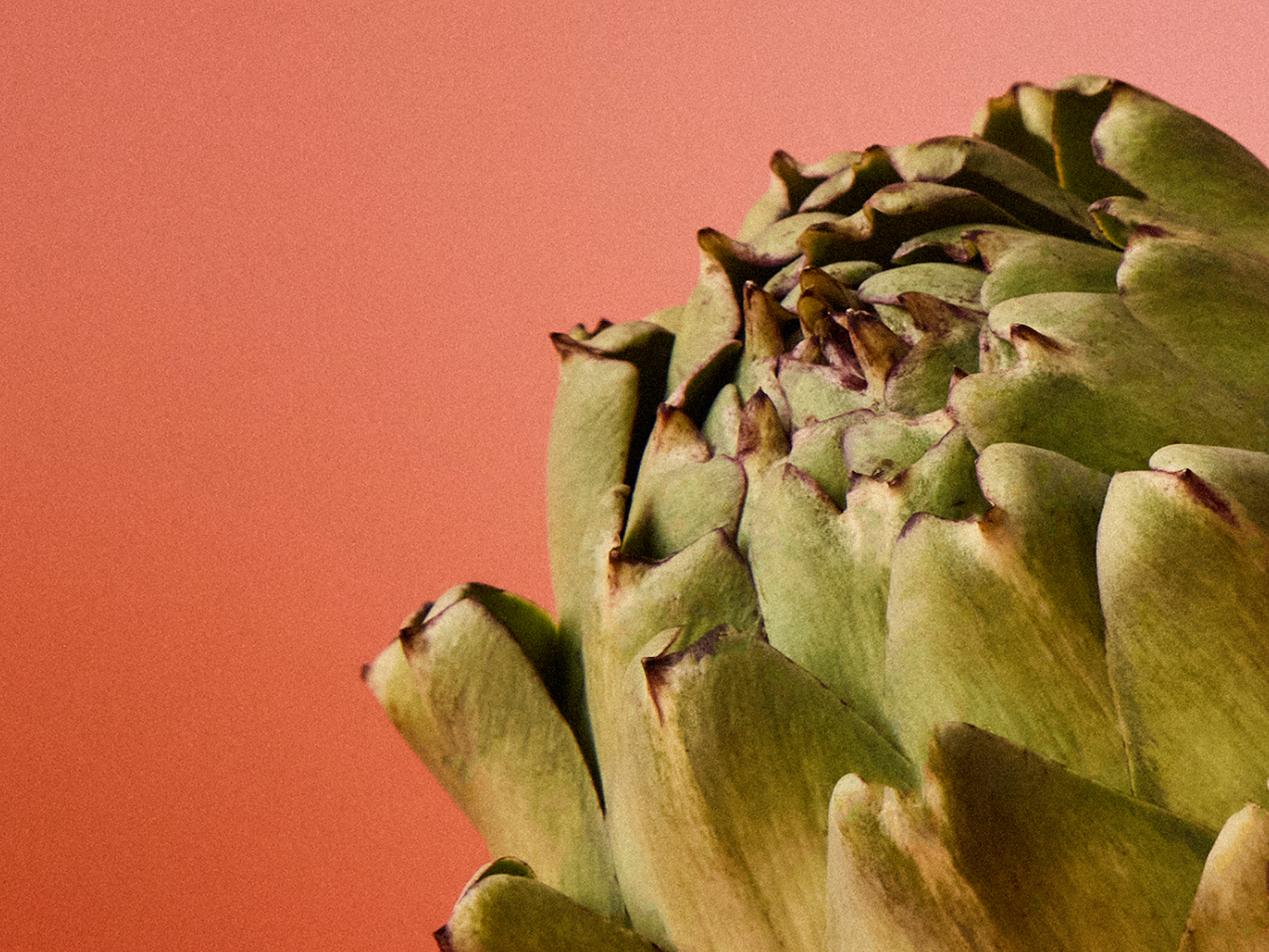 A closer look: Artichoke Leaf powder | Wild Nutrition