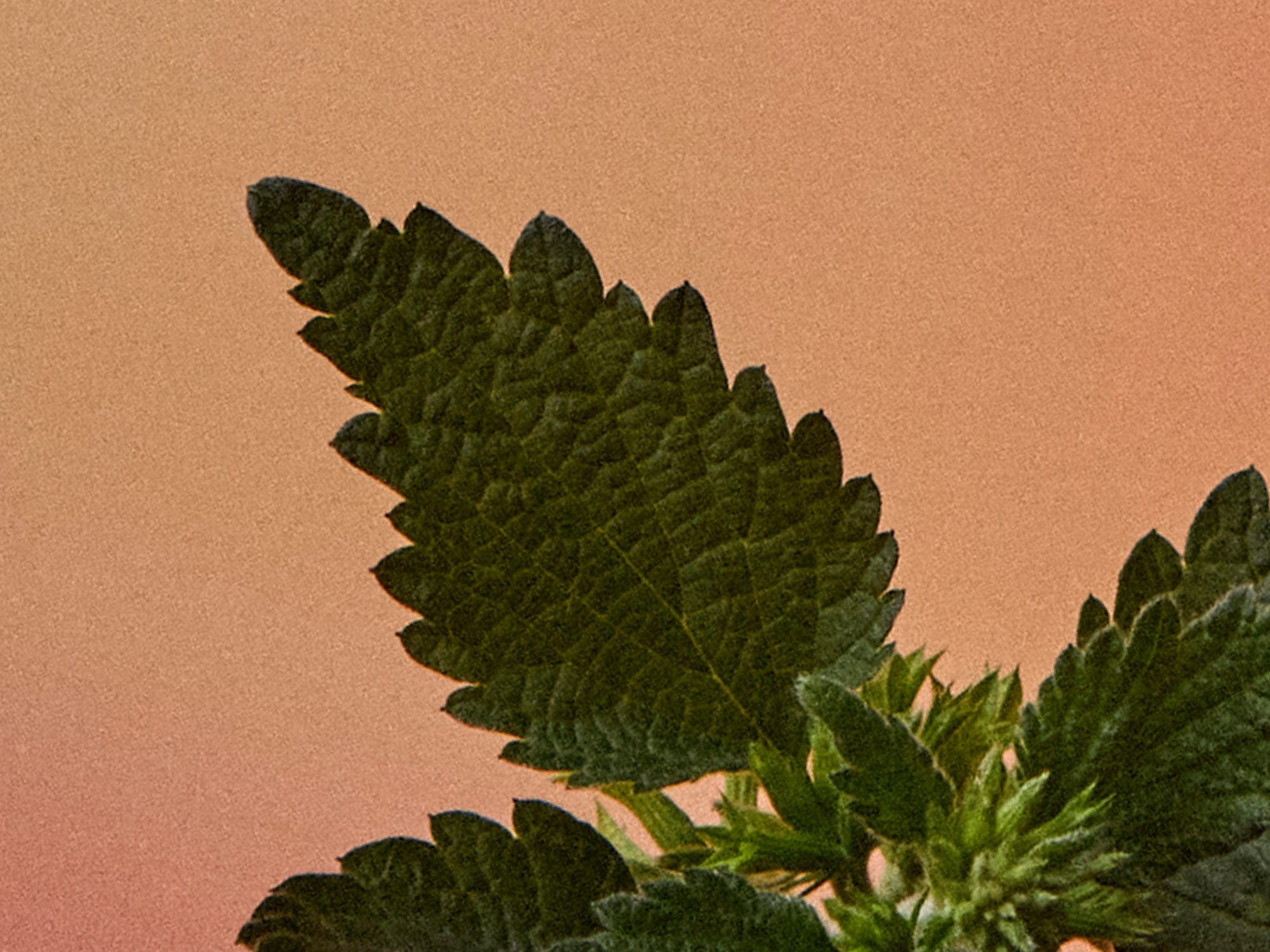 A closer look: Fenugreek Powder