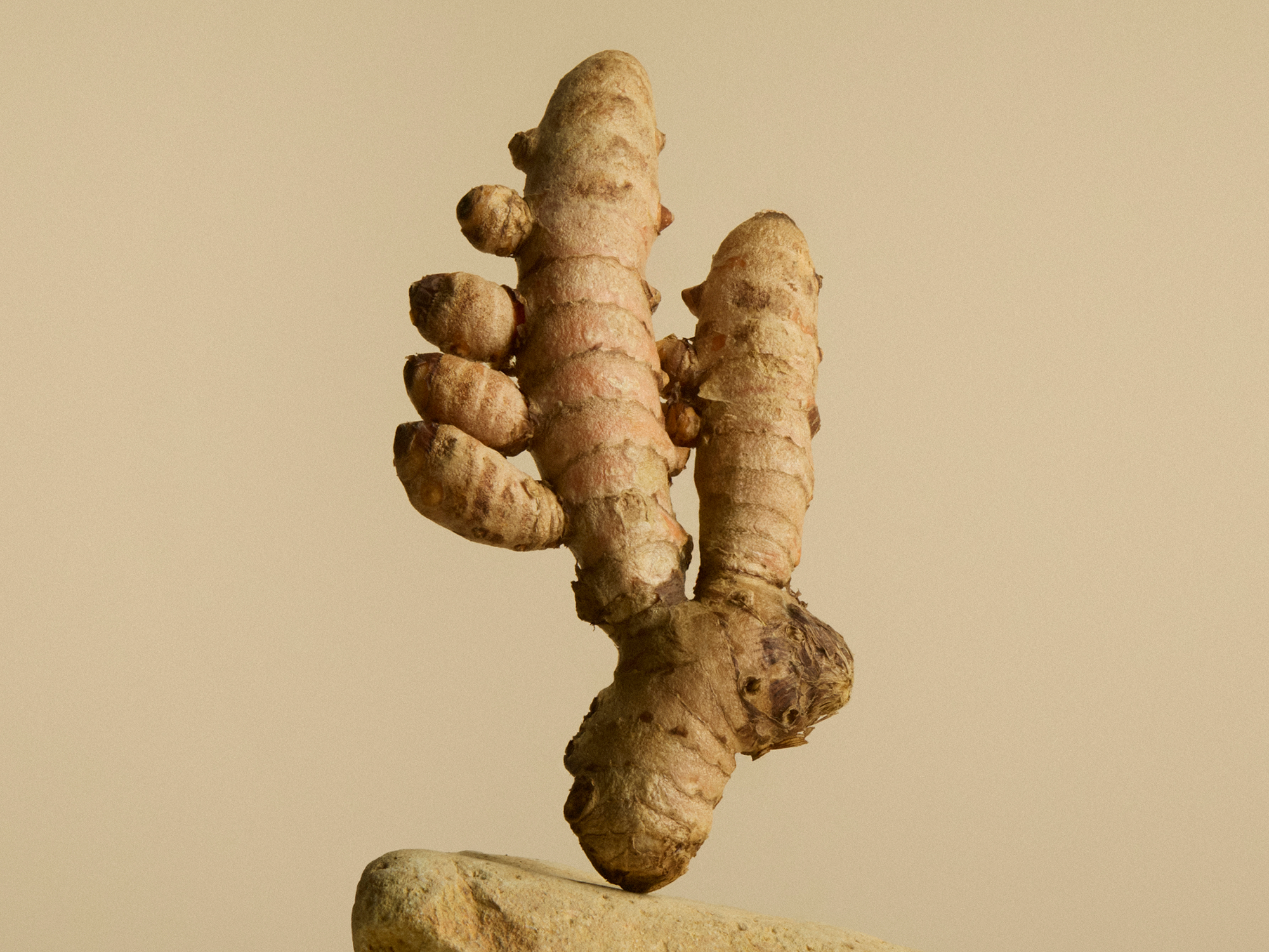 A closer look: Turmeric powder | Wild Nutrition